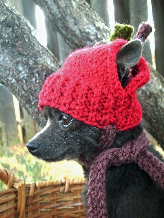Gorros Divertidos para perros y gatos Gorras