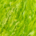 63 - Vert-Jaune citron